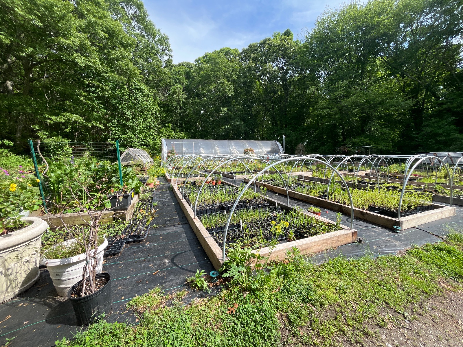 Greenhouse
